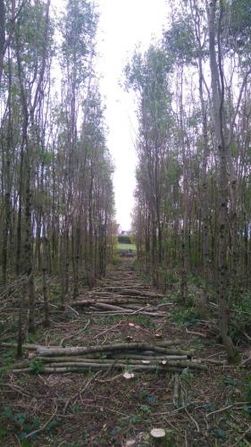 Ash Thinning