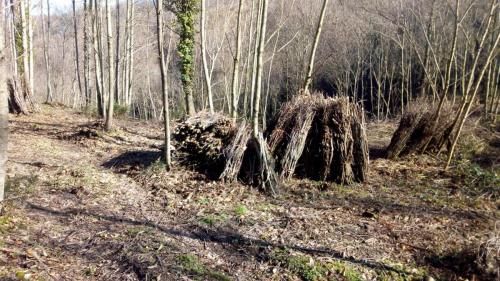 Coppicing